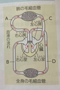 中2理科血液の循環のしくみ図で Aは動脈で静脈血が流れてるbは静脈で静脈血が流 Yahoo 知恵袋