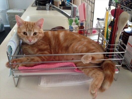 こんにちは。洗いカゴの中に 入ってしまうイタズラ猫ちゃんは 可愛いですか？