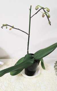 胡蝶蘭が根腐れしてしまいネットの対処法を参考にしながら腐っている根 Yahoo 知恵袋