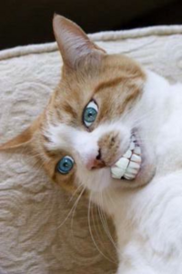 皆様は 歯磨きを最高どれくらいサボった事がありますか 私は一ヶ月ほどです Yahoo 知恵袋