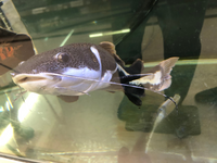 このナマズの種類を教えていただきたい Yahoo 知恵袋