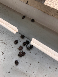 このフンは何の鳥でしょうか カラスではないような気がしておりますが 詳しい方が Yahoo 知恵袋