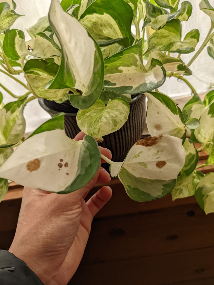 人気安い ポトスステータス根付き確認用です 植物 観葉植物 インテリア 住まい 小物 Belvtor By