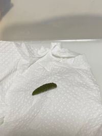 モンシロチョウ の幼虫が動かないです今朝から虫かごの壁でじっとしていま Yahoo 知恵袋
