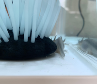 ウーパールーパーを飼い始めて3日目なのですが あまり動かないなと思っ Yahoo 知恵袋