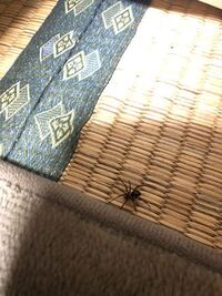 家にすごく大きい蜘蛛がいたのですがなまえわかりますか シロホシ Yahoo 知恵袋