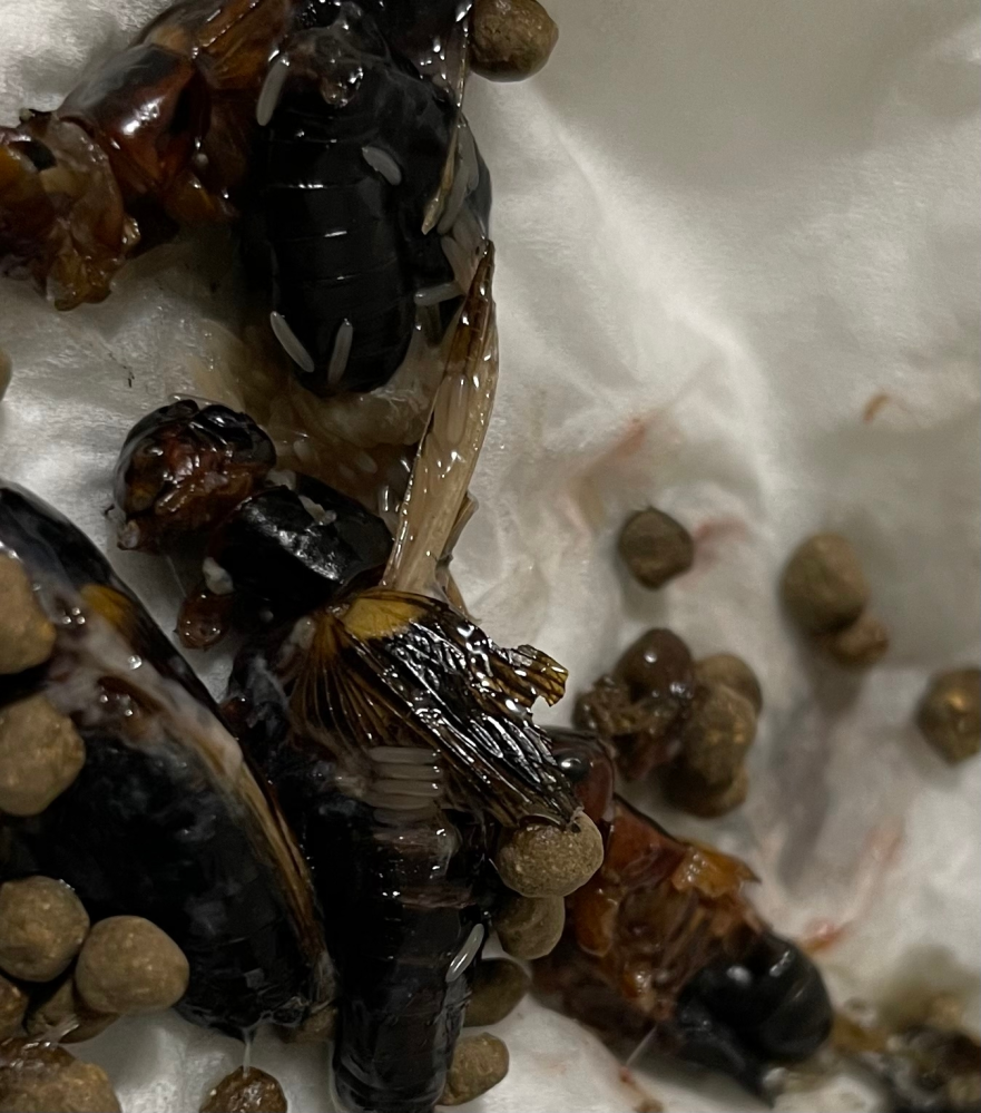 閲覧注意 冷凍コオロギをいつも通りレオパ用ヒーターの Yahoo 知恵袋