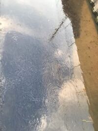 近所の川なのですが何故こんなにも黒い魚が集まってるんですか 見た限り1万匹は超 Yahoo 知恵袋