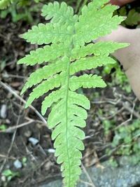 庭に生えてきたシダ植物です 詳しい名前がわかる方がいたら 教え Yahoo 知恵袋