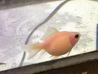 金魚の病気について ご回答お願いします ネットでお迎えしたちょうちんパールのヒ Yahoo 知恵袋