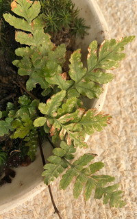 こちらのシダの名前がわかる方おられますか ベニシダの幼植物の可能性が高そ Yahoo 知恵袋