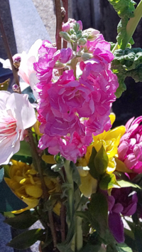 このピンクのひらひらした花 何て言う名前の花ですか ご存知の方 Yahoo 知恵袋