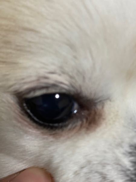 犬の涙やけですが ホウ酸水で拭いてあげると聞いて毎日してますが一向によくなりま Yahoo 知恵袋