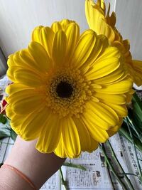 この花の名前と花言葉を教えて Yahoo 知恵袋