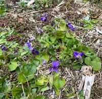 こちらの スミレ ニオイスミレでしょうか スミレの品種に詳しい方教えて頂 Yahoo 知恵袋