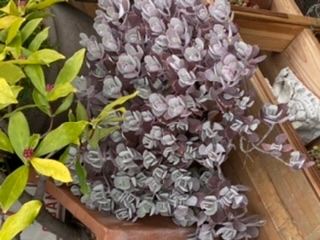 どなたかこの植物の詳しい種類の正式な名前をご存知の方いらっしゃいませ Yahoo 知恵袋