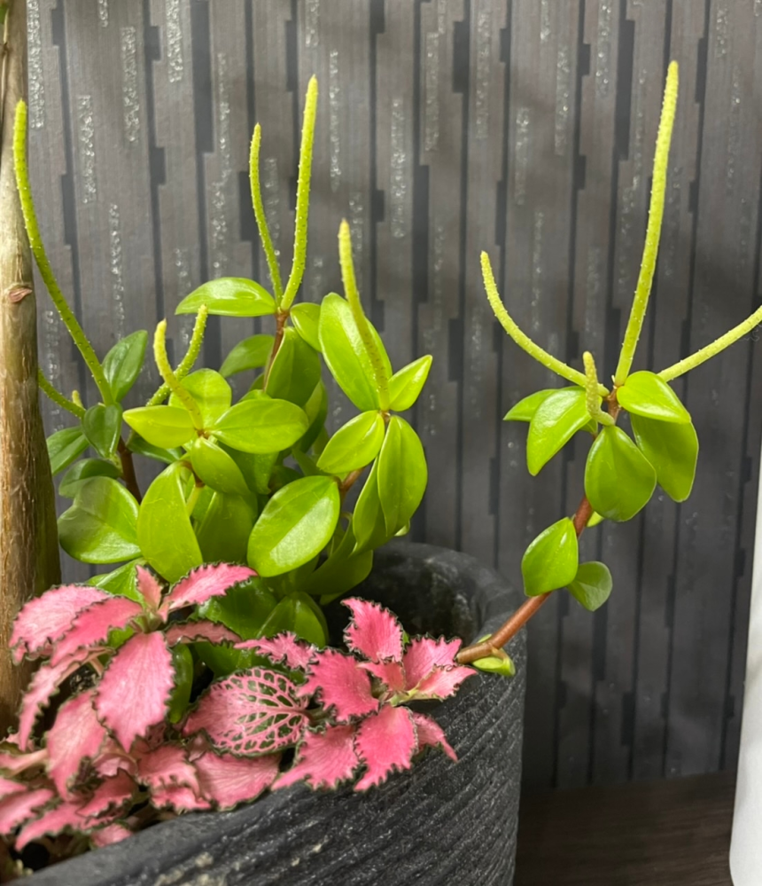 この緑色の植物の名前を教えてください 暖かくなって 先端が伸びてきま Yahoo 知恵袋