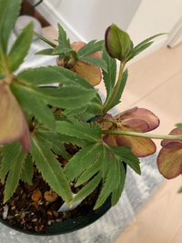 購入したクリスマスローズの花首が黒ずんでいるのですが ネットで調べて Yahoo 知恵袋