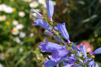 ペンステモンのエレクトリックブルーを買ったのですが 花屋で聞いたら 切戻せば Yahoo 知恵袋