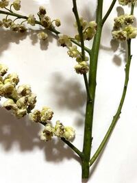 この枝物の名前を教えて下さい アオモジかな Yahoo 知恵袋