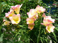 アネモネを掘り起こしせず 植えっぱなしにできますか アネモネの球根 Yahoo 知恵袋