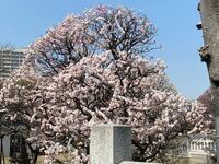 梅と桜の区別がつきません 下の花びらは梅だと思うのですが 毎年この時 Yahoo 知恵袋