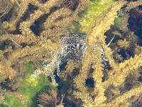 ライブロックの中にいる生物教えてください 白黒の縞模様の細く糸状のかなり長い Yahoo 知恵袋