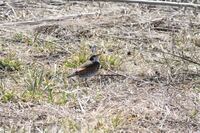 野鳥についてです 今日鳥見に行ったら尾羽がないツグミを見ました。
換羽期でもないようですし、猫に狙われたのでしょうか、？ちなみに撮影した場所にはハヤブサもいましたがハヤブサに狙われたりするんでしょうか？