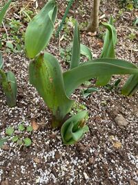 庭に植えた球根の芽が出てきたのですが 写真のように葉っぱが茶色くなっ Yahoo 知恵袋