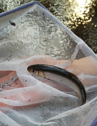 至急この魚 なんて種類ですか ある公園の川でたまたま捕まえたのですが Yahoo 知恵袋