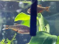 ラスボラエスペイについて オスとメスの見分け方が分かりません Yahoo 知恵袋