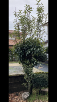 庭木の剪定についてです 実家の庭の木が伸び放題で自分である程度剪定し Yahoo 知恵袋