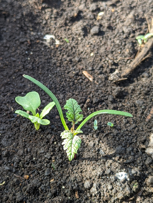 この植物は何でしょうか トンネル被覆でカブを播種したら ほうれん草に似た植物が Yahoo 知恵袋