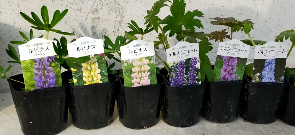デルフィニウムとルピナスの苗を購入したのですが安かったからか小さいです 今年咲 Yahoo 知恵袋