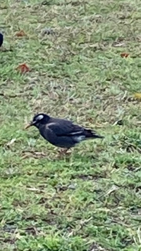鳥が好きです 何と言う鳥ですか ムクドリ 群で生活してます 近 Yahoo 知恵袋