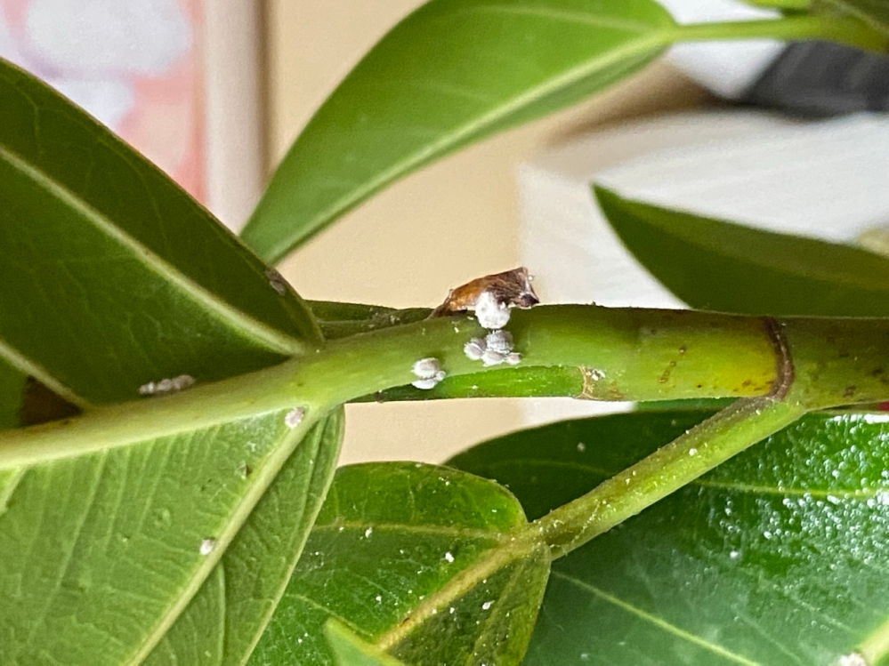 実家の観葉植物に白い虫 カビ がたくさん付着しています これはなんなのでしょう Yahoo 知恵袋