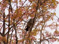 この鳥は何という鳥でしょうか ヒヨドリですね Yahoo 知恵袋