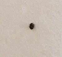 最近部屋にこんな感じの小さい黒い虫が出るようになりました 2 4mmくらいの大 Yahoo 知恵袋