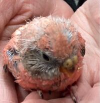 アキクサインコの品種を教えてください ローズですかね Yahoo 知恵袋