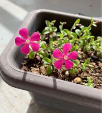 この花の名前がわかる方教えてください ネットで色々調べたのですがシレネ Yahoo 知恵袋