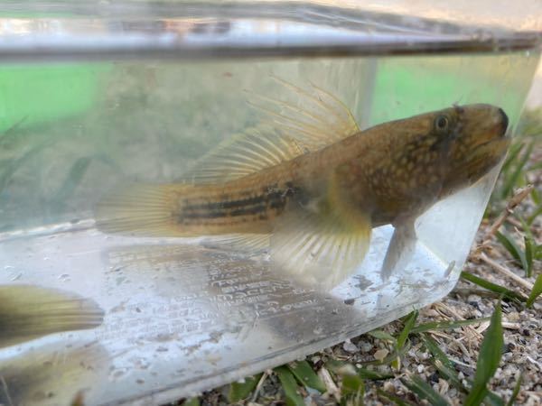 ダボハゼとはどういう意味でしょうか。先日通りすがりのおじいさんから... - Yahoo!知恵袋