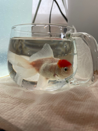 ご教示をいただきたく質問させていただきます 飼い始めてから2週間程の金魚 飯田 Yahoo 知恵袋