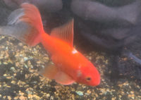 金魚の色が変わってしまいました最近仕事で忙しくあまり見ていなかったの Yahoo 知恵袋