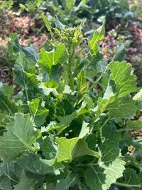 これはかき菜の菜花ですかね のらぼう菜かなhttps Search Yahoo 知恵袋