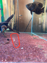 オスカーがこのような糞をしていました餌はカーニバルとキャットとたまに赤虫も与え Yahoo 知恵袋