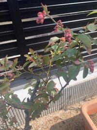 ブルーベリーに詳しい方教えてください この木だけだと実がならな Yahoo 知恵袋