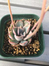 エケベリア白雪姫についてです 花芽が何本か上がっていて 切ろう Yahoo 知恵袋