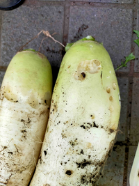 かぶや大根をつくるとたいていぶつぶつと小さい虫食いで肌がきたなくなってしまいま Yahoo 知恵袋