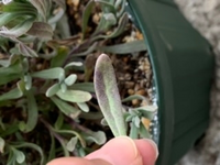ラベンダーグロッソ葉が変色します 昨年秋に植え付けたラベンダーグロッソです 葉 Yahoo 知恵袋