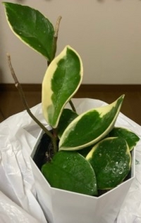 これは何という名前の観葉植物ですか 種類名称がわかりません 3号ポッ Yahoo 知恵袋